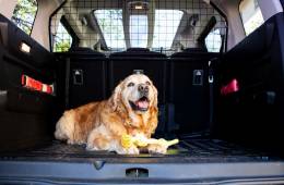 Cane su un'auto