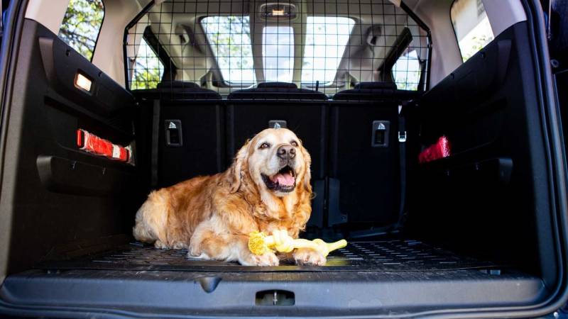 Cane su un'auto